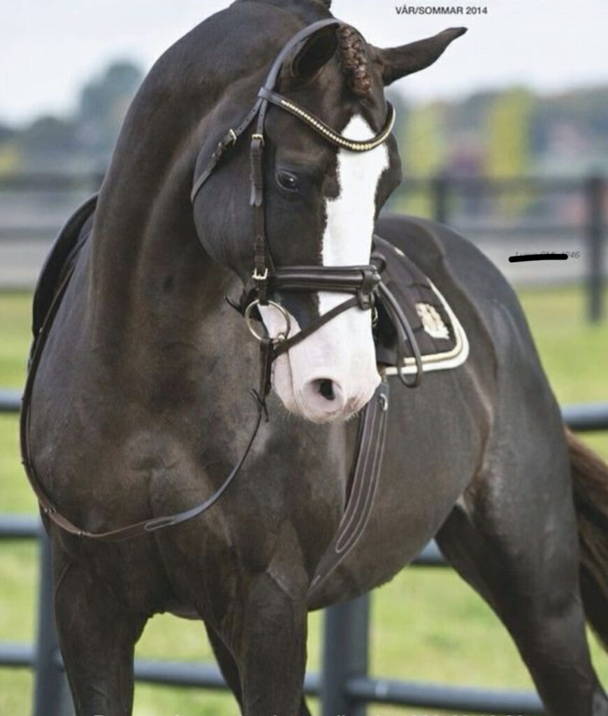 Vallak med erfaring i eventing og dressur