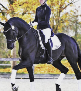 ¿Dónde comprar un caballo de salto y doma en Lleida?