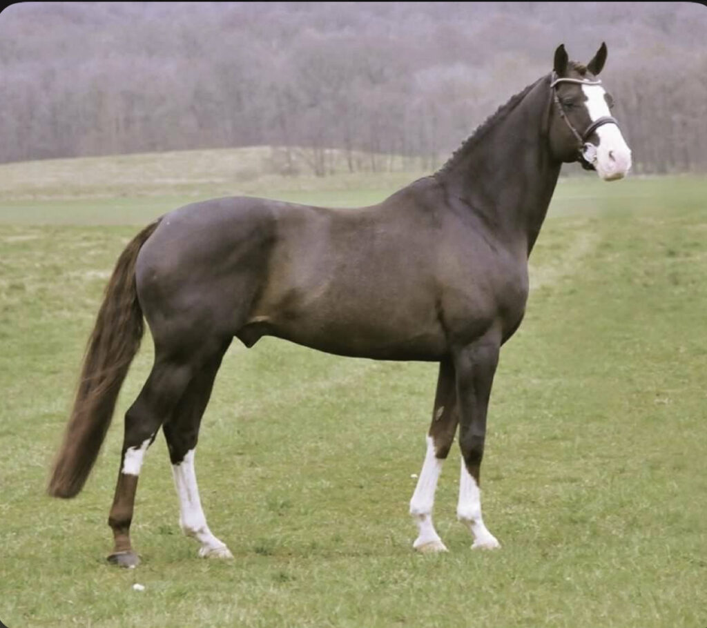 Sanftes, erfahrenes Reitpferd mit Röntgenbildern