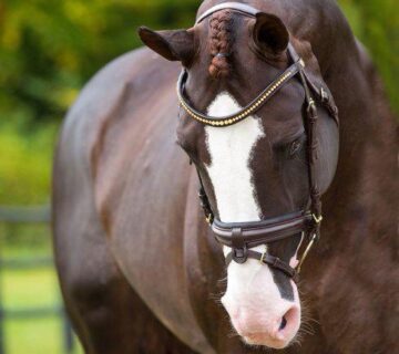 All-around sport horse in Germany