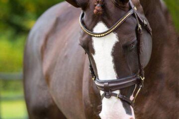 Caballo versátil en Málaga