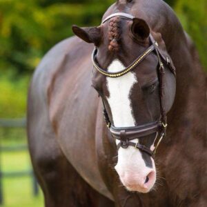 Cheval de loisir et de compétition en France