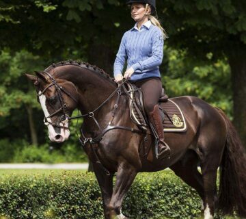 Irish Sport Horse til salgs i Hammerfest