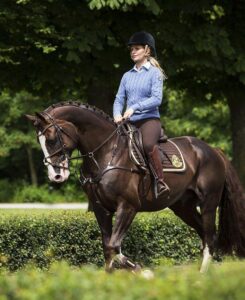 Irish Sport Horse te koop in Dordrecht