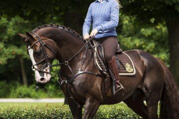 Allroundhäst med dressyr och hoppning