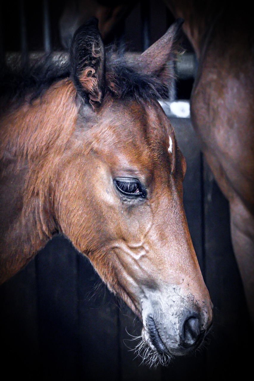 Transparent Commission on Horse Sales