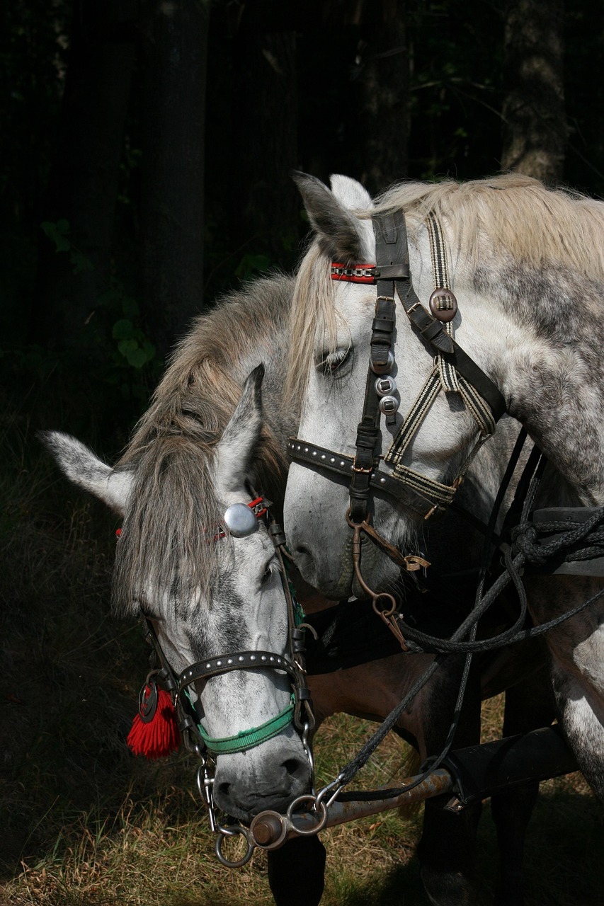 About BLACK HORSE INN LIMITED 

A Global Equestrian Legacy