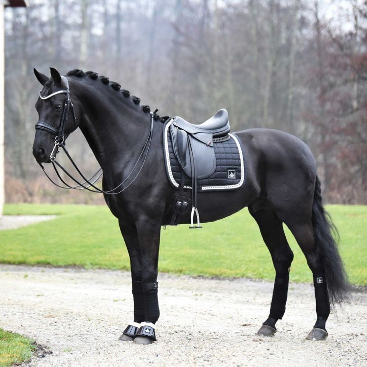 Irisches Sportpferd in Arlon kaufen