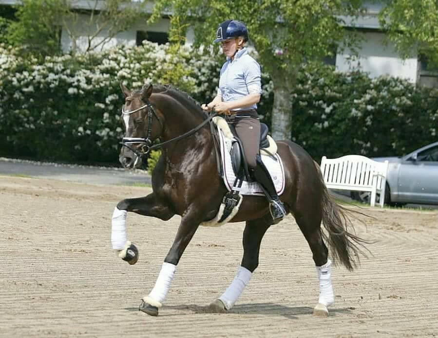 Schoolpony met wedstrijdervaring