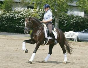 Pony voor beginners en jonge ruiters