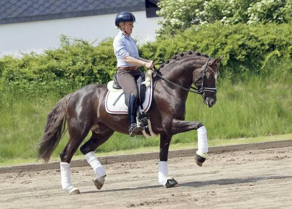 Springpony mit Erfahrung in München