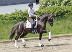Springpony met ervaring en bloedlijnen