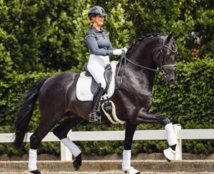 Irish Sport Horse da competizione in Italia