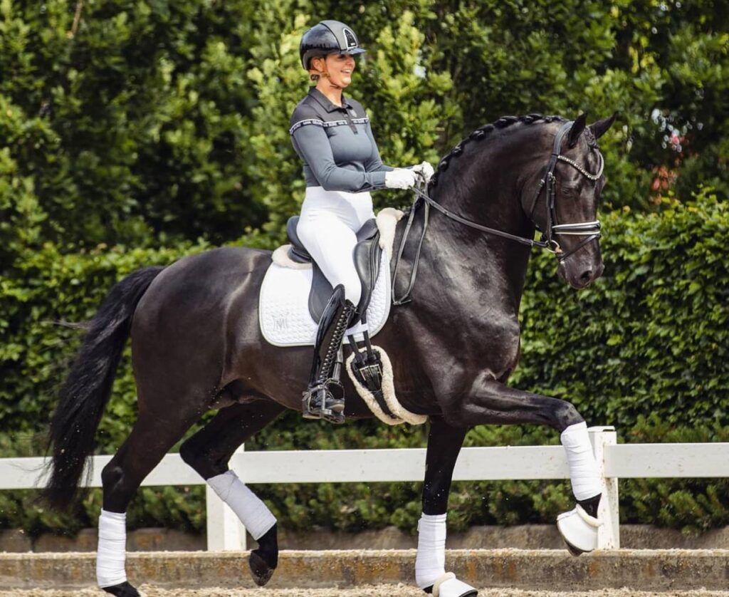 Hongre Irish Sport Horse noir à vendre