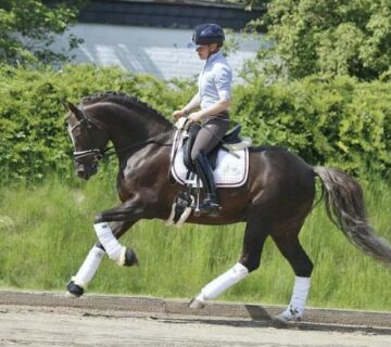 Kindersicheres Reitpony mit Dressur- und Springerfahrung