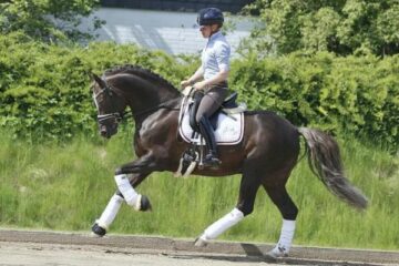 Poney pour le dressage et le saut d’obstacles