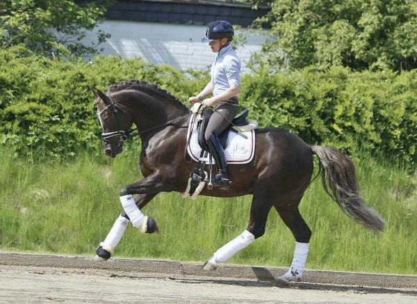 Poney pour le dressage et le saut d’obstacles