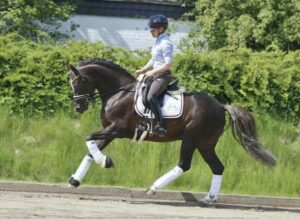 Dressuurpony voor kinderen in Nederland