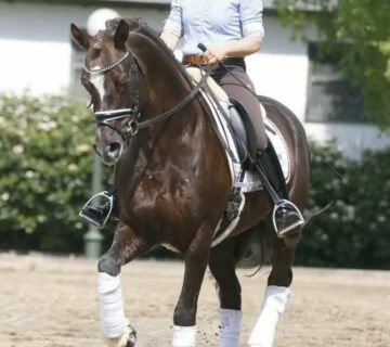 Deutsches Reitpony in München zu verkaufen