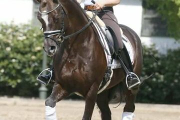 Deutsches Reitpony in Wien kaufen