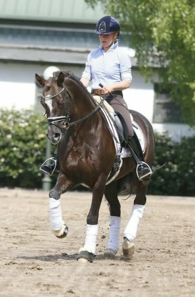 Dressur-und Springpony in Graz kaufen