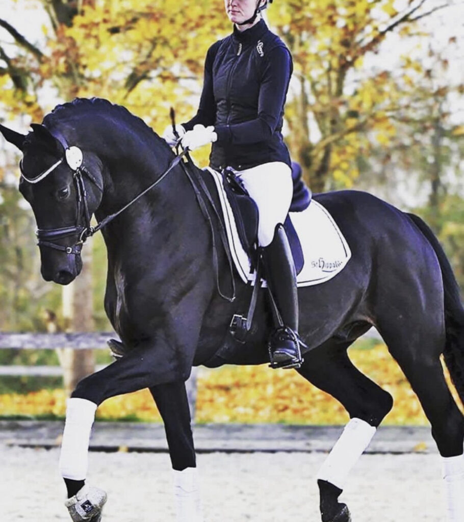 Irisches Sportpferd mit aktuellen Röntgenbildern in Belgien