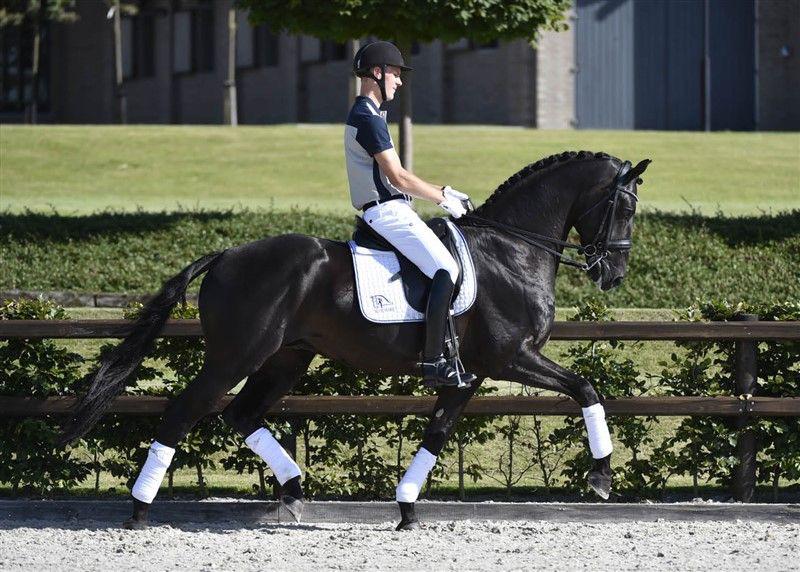 Paard te koop met röntgenfoto’s en dressuurniveau 4