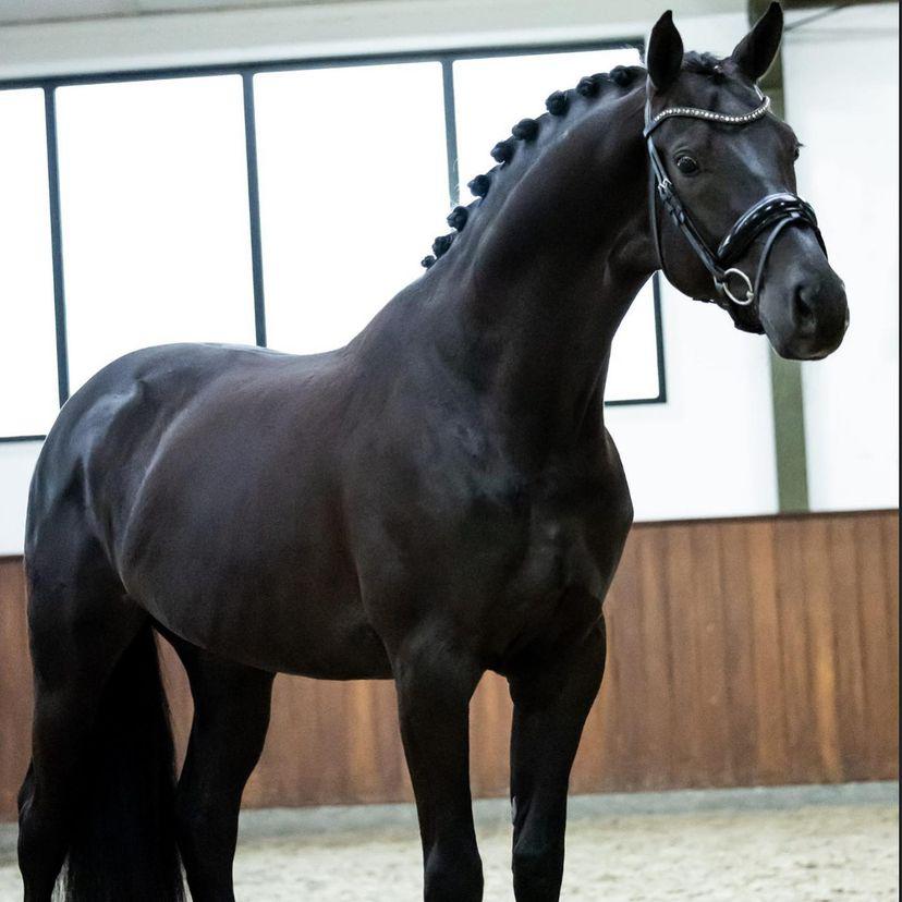 Irish Sport Horse expérimenté à vendre à Calais