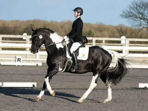 Allrounder ruin met dressuur- en springervaring