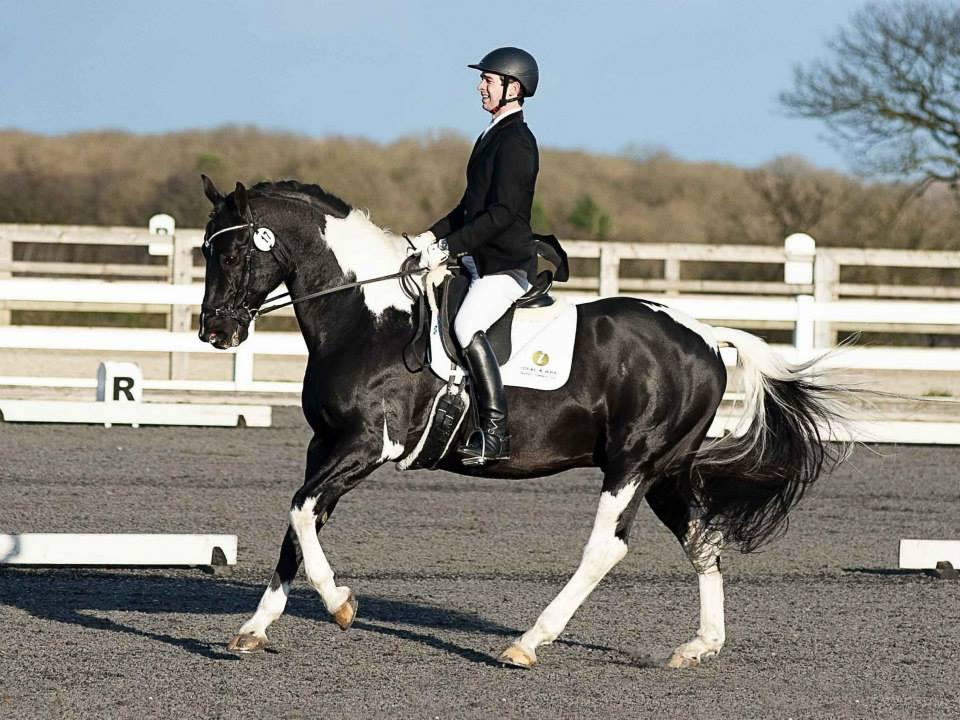 Ideaal paard voor ruiters van elk niveau