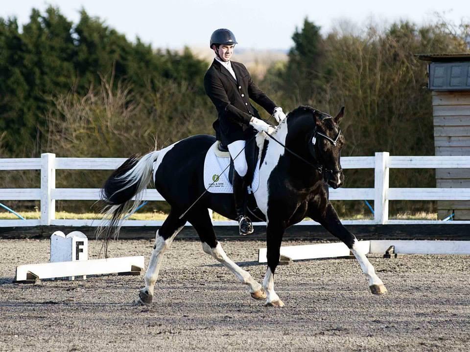 Lief familiepaard met wedstrijdervaring