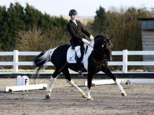Irish Sport Horse med sprang- og dressurferdigheter