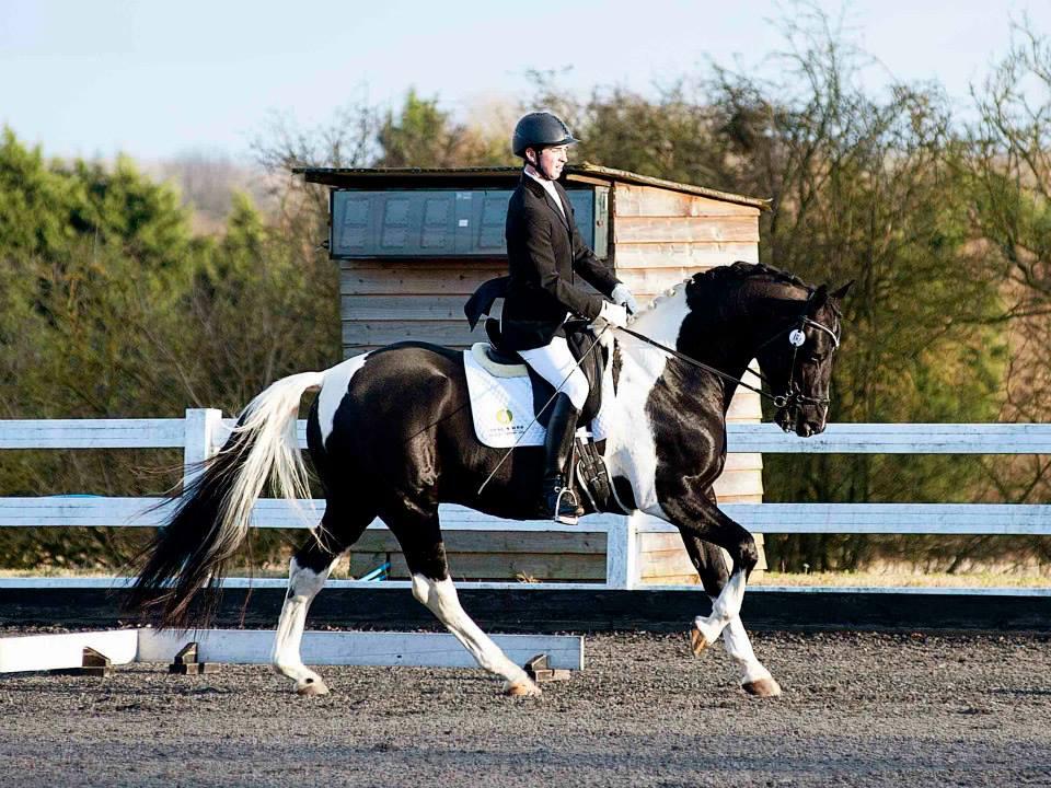 Irish Sport Horse Wallach in München kaufen