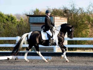 Caballo deportivo en venta en Madrid