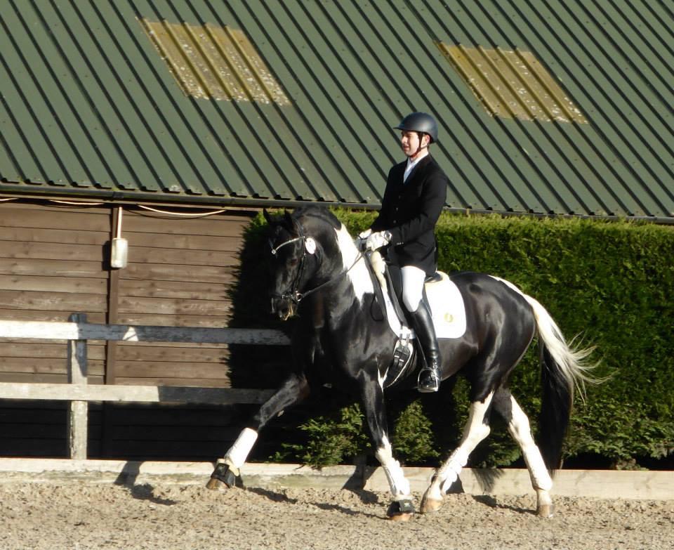 Irish Sport Horse met gouden karakter