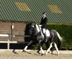 Veelzijdig dressuur- en springpaard in België